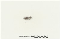 藏品(裂葉蘚科 (葉蘚科))的圖片